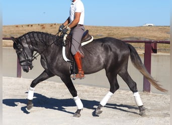 Lusitano, Hengst, 3 Jaar, 163 cm, Schimmel