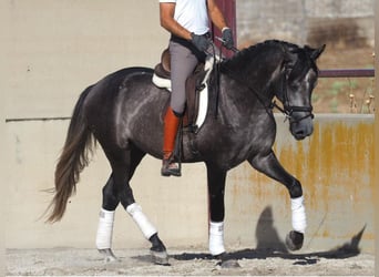 Lusitano, Hengst, 3 Jaar, 163 cm, Schimmel