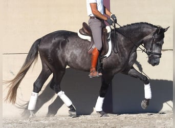 Lusitano, Hengst, 3 Jaar, 163 cm, Schimmel