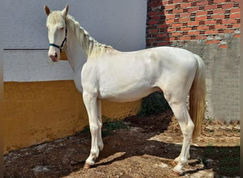 Lusitano, Hengst, 3 Jaar, 164 cm, Cremello