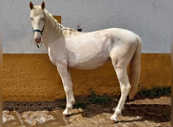 Lusitano, Hengst, 3 Jaar, 164 cm, Cremello