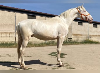 Lusitano, Hengst, 3 Jaar, 164 cm, Cremello