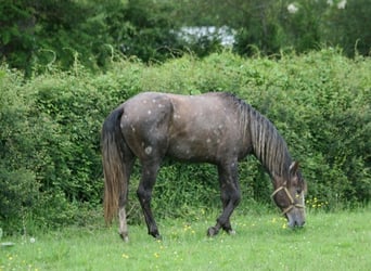 Lusitano, Hengst, 3 Jaar, 164 cm, Vos