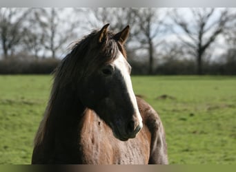 Lusitano, Hengst, 3 Jaar, 164 cm, Vos