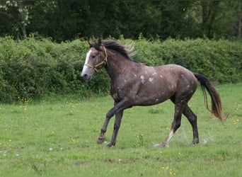 Lusitano, Hengst, 3 Jaar, 164 cm, Vos