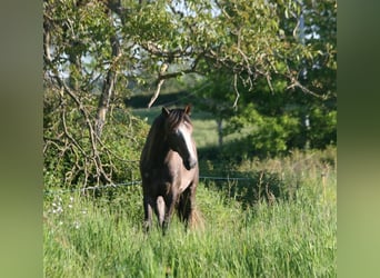 Lusitano, Hengst, 3 Jaar, 164 cm, Vos