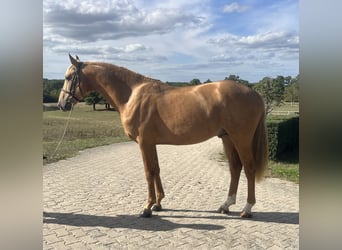 Lusitano Mix, Hengst, 3 Jaar, 165 cm, Palomino