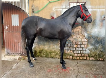 Lusitano, Hengst, 3 Jaar, 165 cm, Schimmel