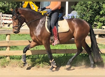 Lusitano, Hengst, 3 Jaar, 165 cm, Vos