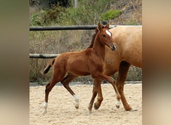 Lusitano, Hengst, 3 Jaar, 166 cm, Bruin