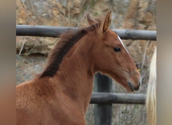 Lusitano, Hengst, 3 Jaar, 166 cm, Bruin