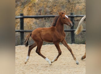 Lusitano, Hengst, 3 Jaar, 166 cm, Bruin