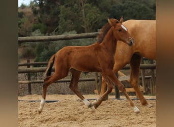 Lusitano, Hengst, 3 Jaar, 166 cm, Bruin