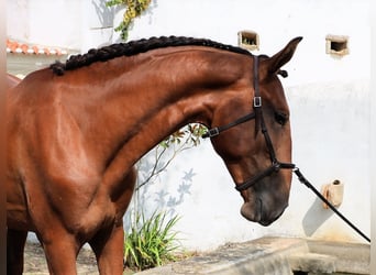 Lusitano, Hengst, 3 Jaar, 166 cm, Bruin