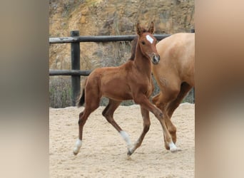 Lusitano, Hengst, 3 Jaar, 166 cm, Bruin