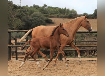 Lusitano, Hengst, 3 Jaar, 166 cm, Bruin