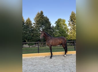 Lusitano, Hengst, 3 Jaar, 167 cm, Bruin
