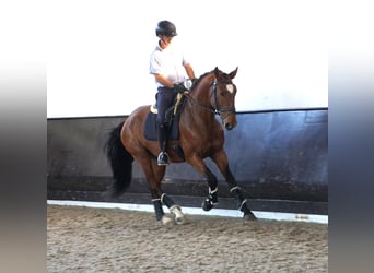 Lusitano, Hengst, 3 Jaar, 168 cm, Bruin