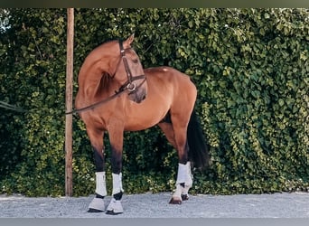 Lusitano, Hengst, 3 Jaar, 168 cm, Bruin