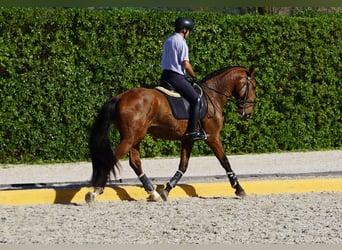 Lusitano, Hengst, 3 Jaar, 168 cm, Bruin