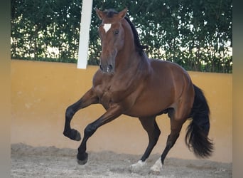 Lusitano, Hengst, 3 Jaar, 168 cm, Bruin