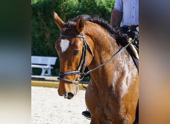 Lusitano, Hengst, 3 Jaar, 168 cm, Bruin