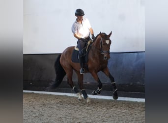 Lusitano, Hengst, 3 Jaar, 168 cm, Bruin