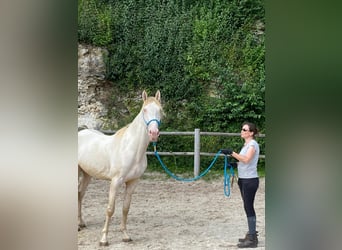 Lusitano, Hengst, 3 Jaar, 168 cm, Cremello