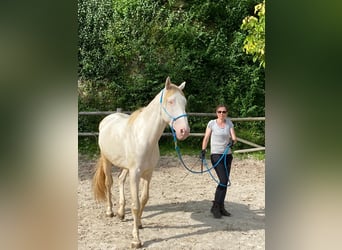 Lusitano, Hengst, 3 Jaar, 168 cm, Cremello