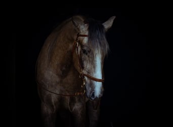 Lusitano, Hengst, 3 Jaar, 168 cm, Schimmel