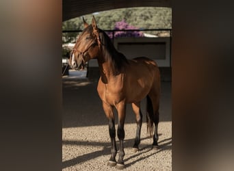 Lusitano, Hengst, 3 Jaar, 170 cm, Bruin