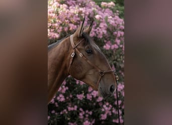 Lusitano, Hengst, 3 Jaar, 170 cm, Bruin