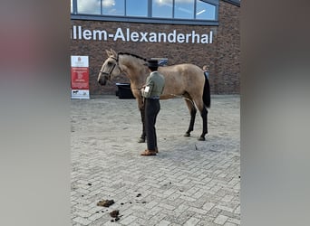Lusitano, Hengst, 3 Jaar, 170 cm, Buckskin