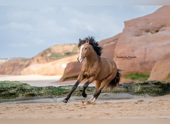 Lusitano, Hengst, 3 Jaar, 172 cm, Buckskin
