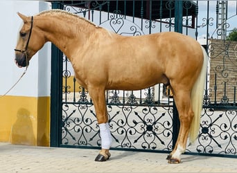 Lusitano, Hengst, 3 Jaar, Palomino