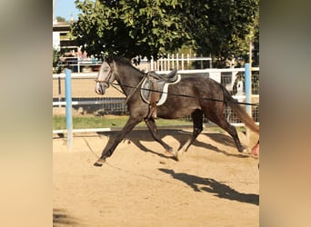 Lusitano, Hengst, 3 Jaar, Schimmel