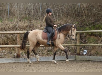 Lusitano, Hengst, 4 Jaar, 153 cm, Buckskin