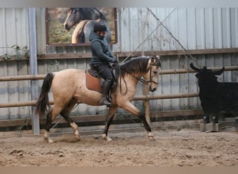 Lusitano, Hengst, 4 Jaar, 153 cm, Buckskin