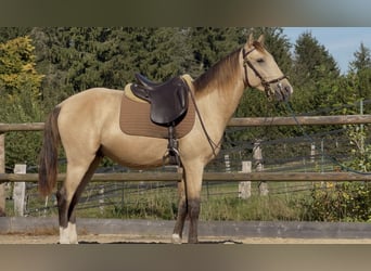 Lusitano, Hengst, 4 Jaar, 153 cm, Buckskin