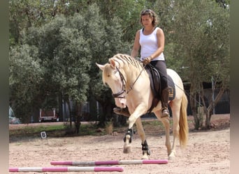 Lusitano Mix, Hengst, 4 Jaar, 155 cm, Cremello