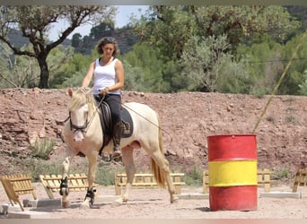 Lusitano Mix, Hengst, 4 Jaar, 155 cm, Cremello