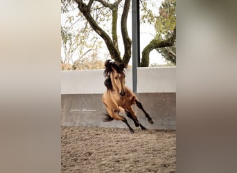 Lusitano, Hengst, 4 Jaar, 155 cm, Falbe