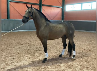 Lusitano, Hengst, 4 Jaar, 157 cm, Buckskin