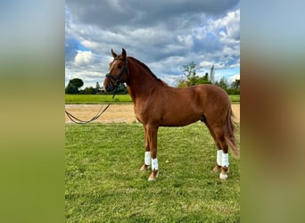 Lusitano, Hengst, 4 Jaar, 157 cm, Vos