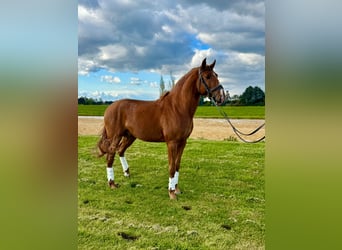 Lusitano, Hengst, 4 Jaar, 157 cm, Vos