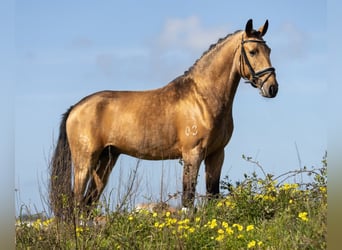 Lusitano, Hengst, 4 Jaar, 158 cm, Buckskin
