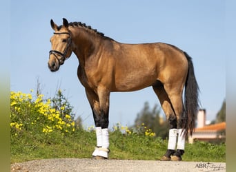 Lusitano, Hengst, 4 Jaar, 158 cm, Buckskin