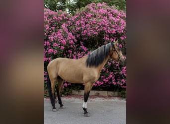 Lusitano, Hengst, 4 Jaar, 158 cm, Falbe