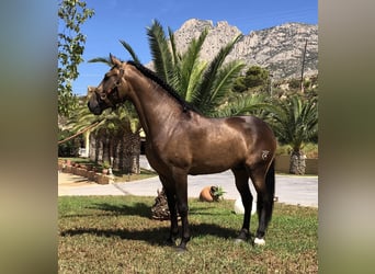 Lusitano Mix, Hengst, 4 Jaar, 158 cm, Falbe