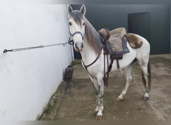 Lusitano, Hengst, 4 Jaar, 158 cm, Schimmel